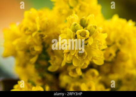 Gewöhnliche Mahonie, gelbe Blüten in Nahaufnahme. Stockfoto