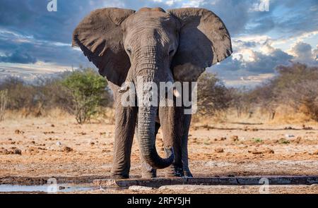 Elefant im Ethosa-Nationalpark, Namibia Stockfoto