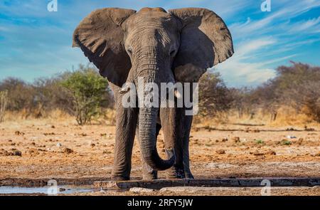 Elefant im Ethosa-Nationalpark, Namibia Stockfoto