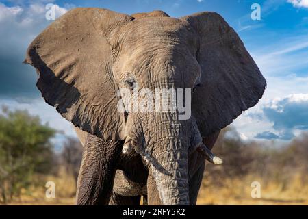 Elefant im Ethosa-Nationalpark, Namibia Stockfoto