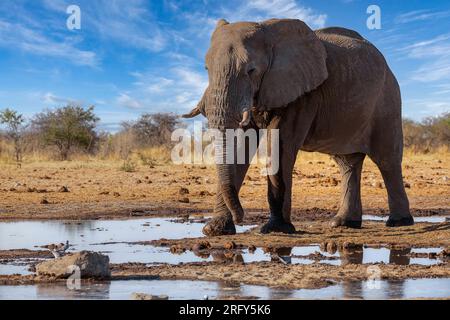 Elefant im Ethosa-Nationalpark, Namibia Stockfoto