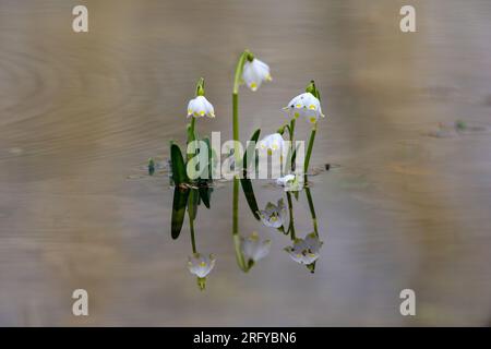 Marigold, Leucojum Vernum Stockfoto