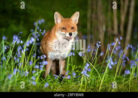 Nahaufnahme eines Rotfuchs (Vulpes vulpes) zwischen den Blauen Glocken im Frühjahr, Großbritannien. Stockfoto