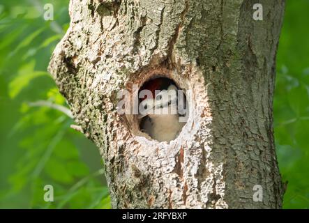 Nahaufnahme eines jungen, großen, gepunkteten Spechers, der im Frühling in einem Nest sitzt. Stockfoto