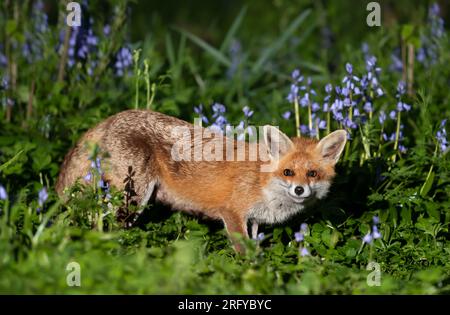 Nahaufnahme eines Rotfuchs (Vulpes vulpes) inmitten der Blauen Glocke im Frühjahr, Großbritannien. Stockfoto