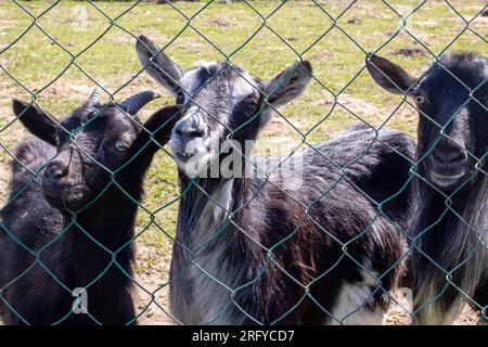 Drei schwarze Ziegen hinter dem Zaun auf dem Hof Stockfoto