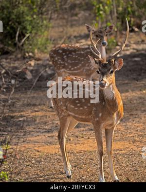 Ein gefleckter Liebster im Wald Stockfoto