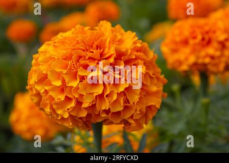 Tagetes erecta. Nahaufnahme der wunderschönen orangefarbenen Ringelblume (Tagetes erecta, mexikanische, Azteken- oder afrikanische Ringelblume) im Garten auf verschwommenem Hintergrund. Stockfoto