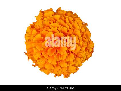 Wunderschöne orangefarbene Ringelblume isoliert auf weißem Hintergrund. Leuchtende orangefarbene Tagetes, afrikanische Ringelblüten. Traditionelle orangefarbene Ringelblume. Oder Stockfoto