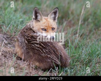 Rotfuchse Vulpes Vulpes, die auf Gras lagen, in einem Ball zusammengerollt und in die Kamera schauten Stockfoto