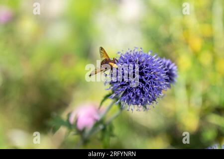 Hornet Hoverfly sitzt auf Echinops Ritus - Veitchs Blume Stockfoto