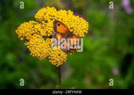 Torwächter Schmetterling sitzt auf Achillea filipendulina - "Stoff aus Gold", Schafgarbe Stockfoto