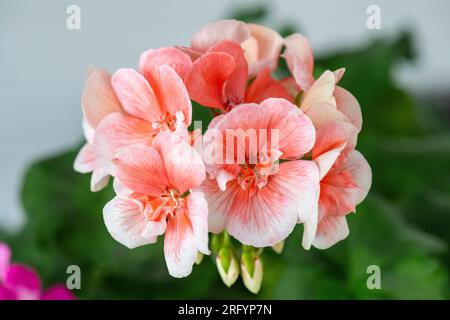 Nahaufnahme von Geranium, Pelargonium, Geranium, Studioaufnahme Stockfoto