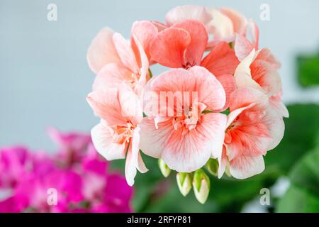 Makro, Nahaufnahme von Blume, Blüte, rosa Geranium, Pelargonium, Geranium, studioaufnahme Stockfoto