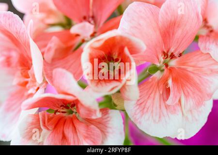 Makro, Nahaufnahme von Blume, Blüte, rosa Geranium, Pelargonium, Geranium, studioaufnahme Stockfoto