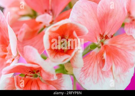Makro, Nahaufnahme von Blume, Blüte, rosa Geranium, Pelargonium, Geranium, studioaufnahme Stockfoto