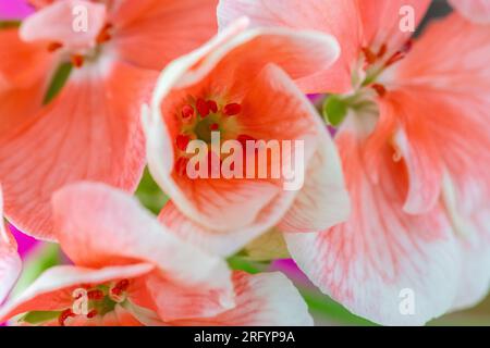 Makro, Nahaufnahme von Blume, Blüte, rosa Geranium, Pelargonium, Geranium, studioaufnahme Stockfoto