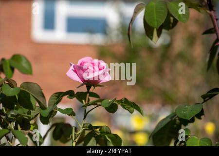 Gertrude Jekyll stieg in einem Garten auf Stockfoto