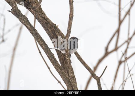 Dunkeläugiger Junco, Junco hyemalis, in einem Baum im Winter Stockfoto