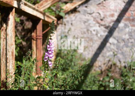 Ein einzelner Foxglove (Digitalis Purpurea), der neben anderen Wildblumen in einem stillgelegten Gewächshaus im Raasay House auf der Insel Raasay wächst Stockfoto