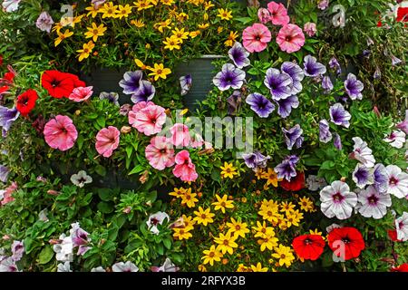 Hintergrund wunderschöner mehrfarbiger Blüten im Blumenbeet Stockfoto