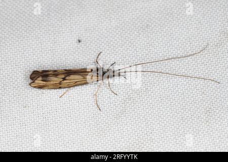 Der Caddisflie oder der Befehl Trichoptera, der auf dem Vorhang sitzt, wird vom Licht ins Haus gelockt. Stockfoto