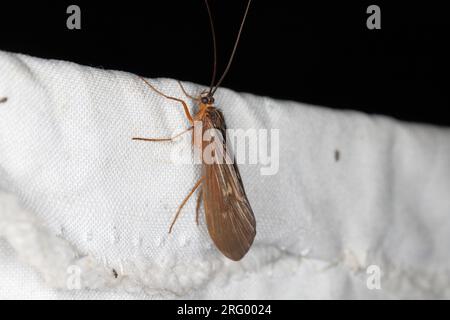 Der Caddisflie oder der Befehl Trichoptera, der auf dem Vorhang sitzt, wird vom Licht ins Haus gelockt. Stockfoto