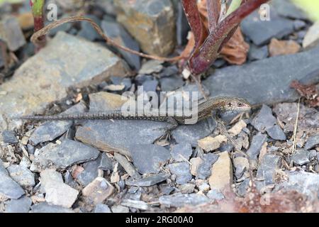Gemeine Eidechse (Zootoca vivipara), die sich in der Sonne im Bieszczady-Gebirge sonnt. Stockfoto