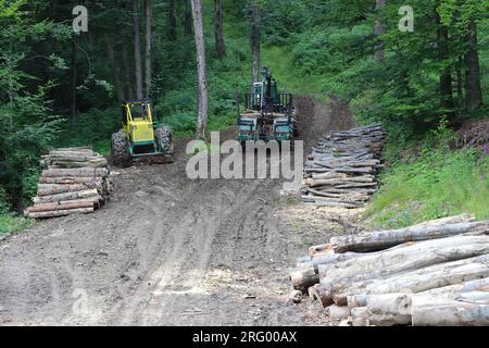 Forstmaschinen zum Fällen von Bäumen und zum Transport von Holz auf einem Waldgelände mit gestapeltem Holz. Stockfoto