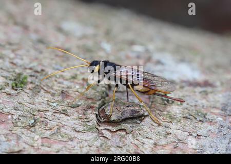 Riesenhornschwanz (Urocerus gigas). Ein Weibchen, das Eier im Holz einer Fichte legt. Stockfoto