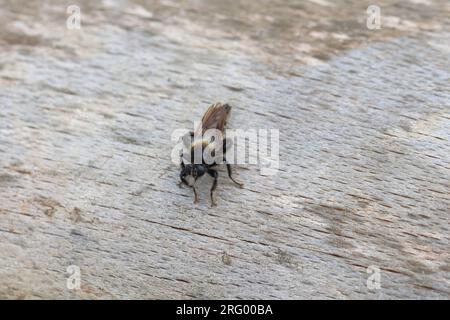 Raubfliege, Frauen aus Laphria-Ephippium. Eine große, wilde Fliege aus der Familie der Asilidae, Robber Fly. Stockfoto