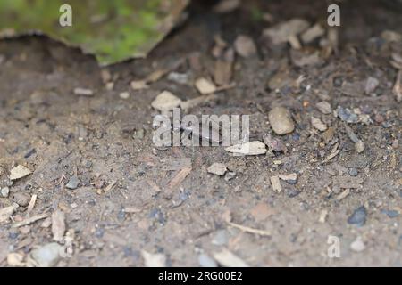 Deutscher Tigerkäfer, Cliff Tigerkäfer (Cylindera germanica) auf einem Boden in den Bieszczady Mountains. Stockfoto