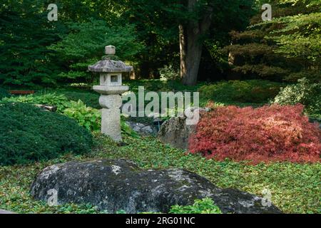 Laterne und Acer palmatum dissectum (roter Ahorn) im japanischen Garten im Botanischen Garten von Augsburg Stockfoto