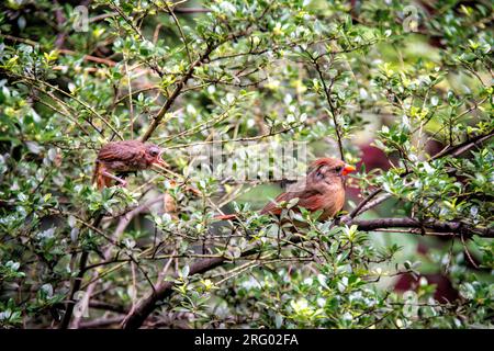 Der weibliche Northern Cardinal, der Cardinalis cardinalis und ein junger Bettler in einem Garten in Greenwich Village, New York City, NY, USA Stockfoto