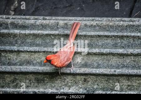 Männlicher Nordkardinal, Cardinalis cardinalis, in einem Garten in Greenwich Village, New York City, NY, USA Stockfoto