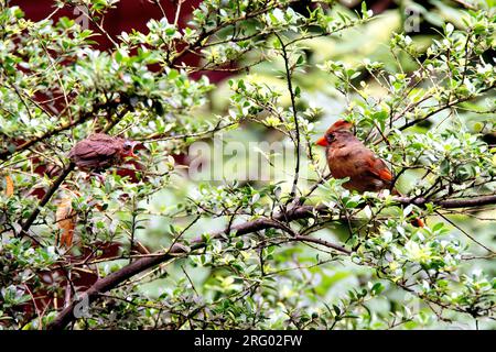 Der weibliche Northern Cardinal, der Cardinalis cardinalis und ein junger Bettler in einem Garten in Greenwich Village, New York City, NY, USA Stockfoto