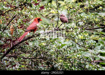 Männlicher Nordkardinal, Cardinalis cardinalis und ein Jungtier in einem Garten in Greenwich Village, New York City, NY, USA Stockfoto