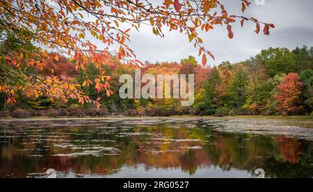 Teich in der Nähe von Eagles Mere, Pennsylvania. Stockfoto