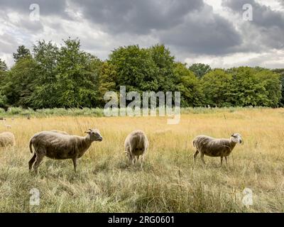 Ziegen grasen an einem bewölkten Tag auf der Wiese Stockfoto