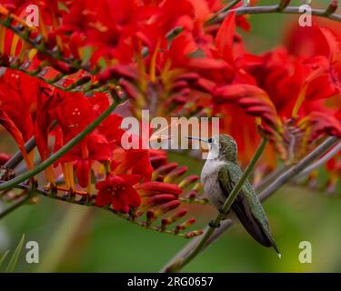 Ein unreifer männlicher, rubinkehlender Kolibri, Archilochus colubris, hoch oben in einer leuchtend roten Krokosmie-Blume in einem Garten Stockfoto