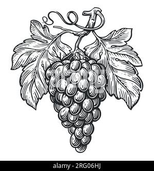 Trauben mit Blättern. Grapevine-Skizze. Vektordarstellung im Vintage-Stil Stock Vektor