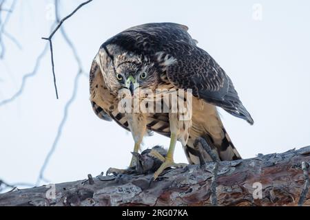 Ein unreifer Coopers Falke (Accipiter cooperii) sitzt auf einem Ast, der seine Beute bewacht. Stockfoto