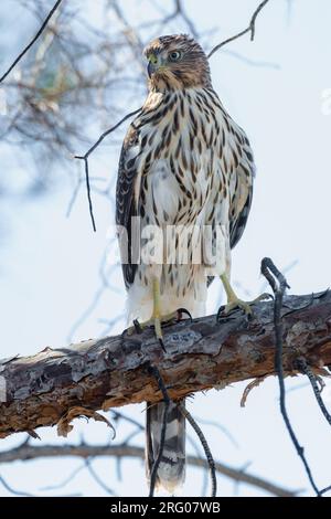 Ein unreifer Falke (Accipiter cooperii) sitzt auf einem Ast. Stockfoto