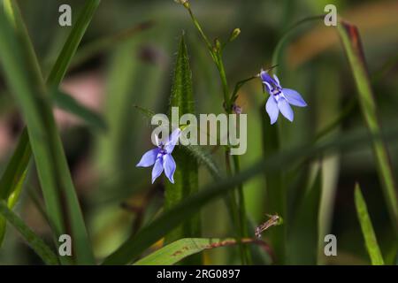 Lila Lobelia Flowers in Grass Meadow (Lobelia kirkii) Stockfoto