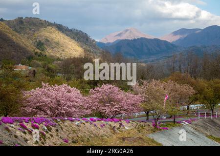 Cherry blossoms and shibazakura (Moss Phlox) along a cycling path at Tachiya River Park, Yamagata, Japan Stock Photo