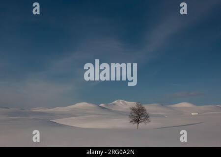 Ein einsamer Baum zwischen weißen Bergen rund um den Skiweg Kungsleden, Lappland, Schweden Stockfoto