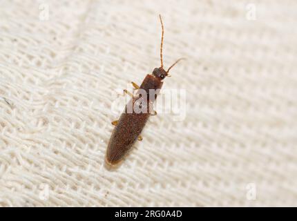 Ein männlicher gewöhnlicher Glühwurm (Lampyris noctiluca). Stockfoto