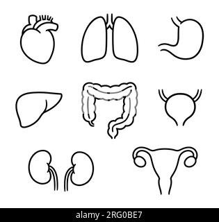 Die inneren Organe des Menschen zeichnen einen Zeichensatz. Handgezeichnete Doodle-Symbole, schwarz-weiße Strichkunst. Darstellung des isolierten Vektor-Clips. Stock Vektor