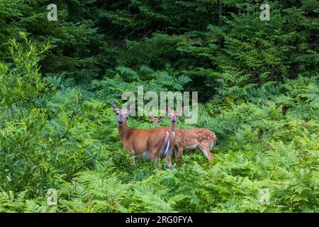 Weißschwanzkuh mit ihren Zwillingskrähen im Norden von Wisconsin. Stockfoto