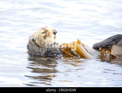 Sea Otter in Seetang gewickelt Stockfoto